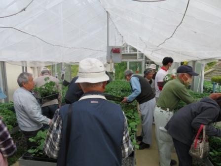 苗販売②