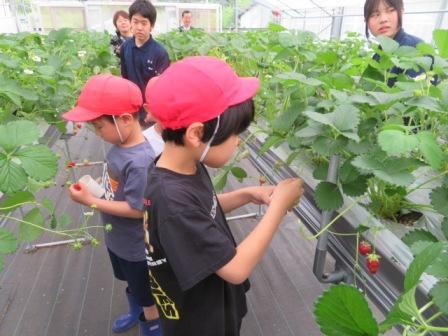 イチゴ狩り②