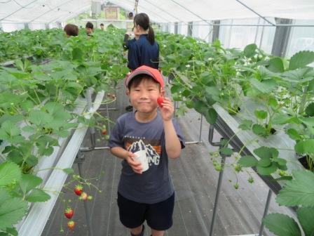 イチゴ狩り③