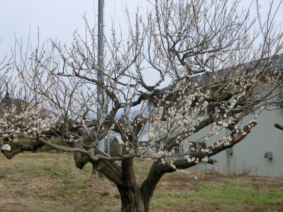 R40307竜峡八部咲き