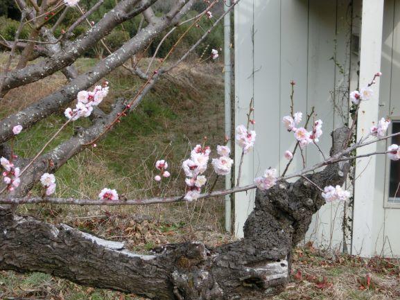 R40307鴬宿八部咲き