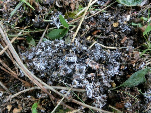 ブドウチップ土着菌３