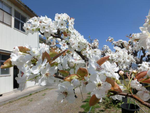 20220412ナシ満開１