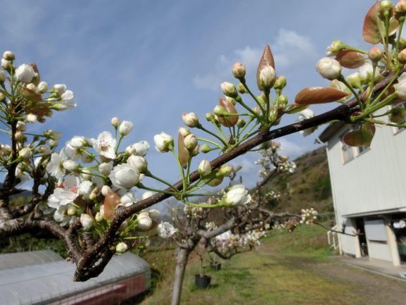 20220412ナシ満開２