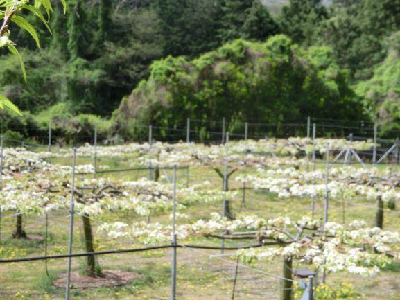 20220412ナシ満開