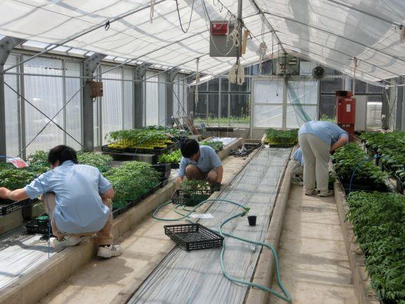 20220413野菜準備１