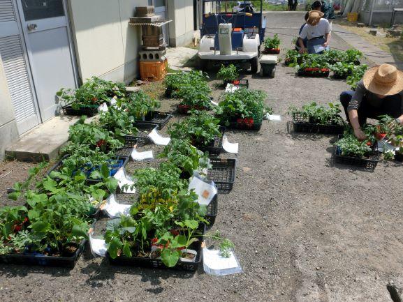 20220413野菜準備２