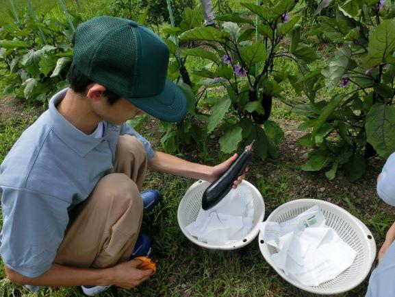 20220624農環収穫