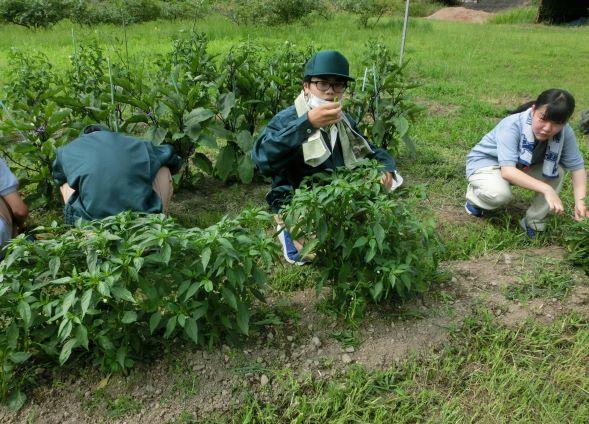 20220624農環収穫１