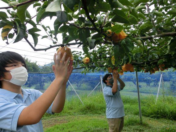 20220907ナシ収穫