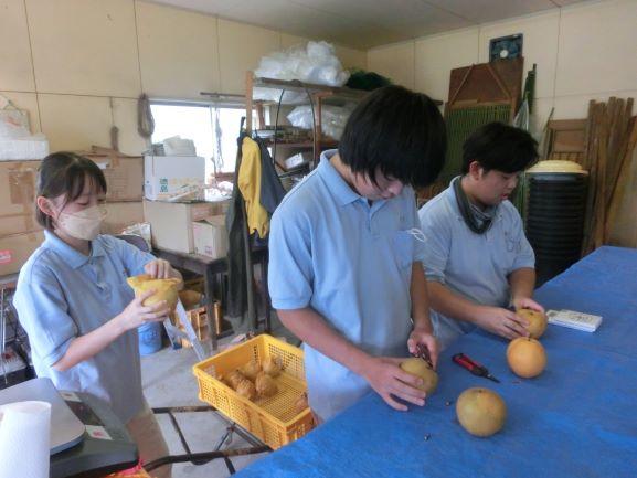 20220907ナシ収穫1