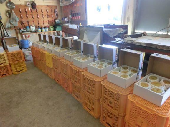 20220907ナシ収穫3