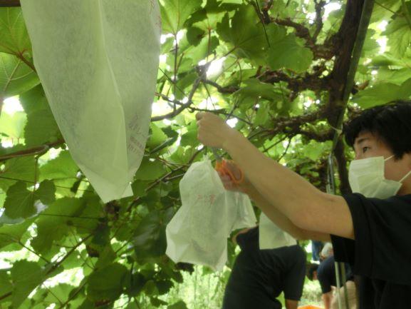 20220908ブドウ収穫