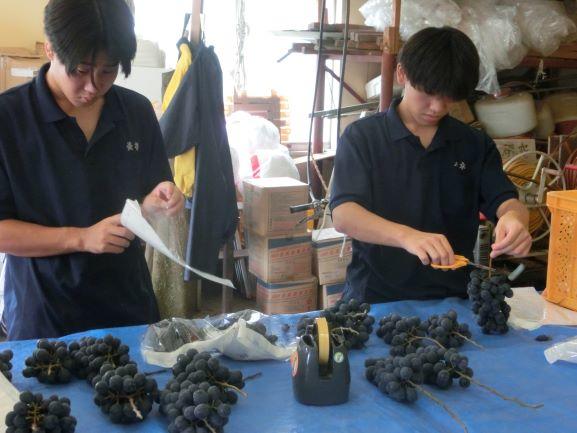 20220908ブドウ収穫2