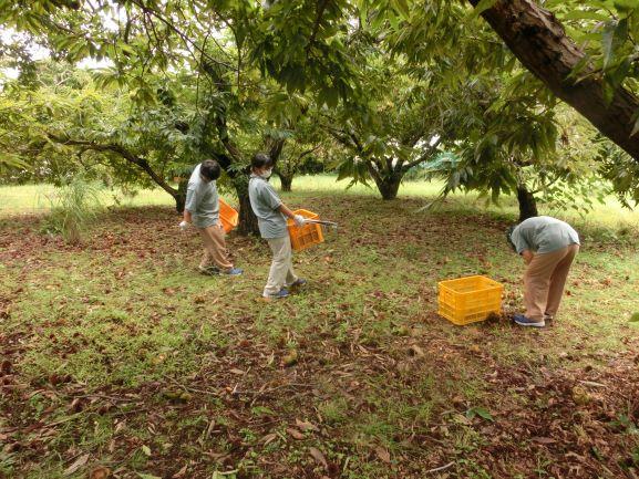 20221014クリ収穫