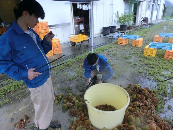 20221014クリ収穫1