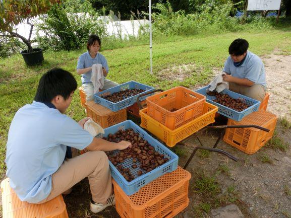 20221014クリ収穫2