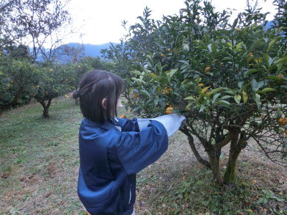 20221221ユズ収穫 (1)