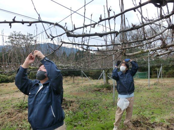 20221221ナシ管理 (1)