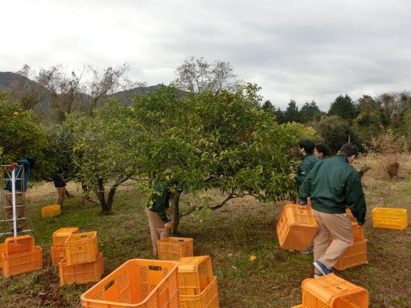 20221226ハッサク収穫