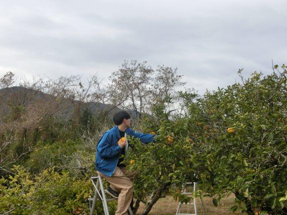 20221226ハッサク収穫1