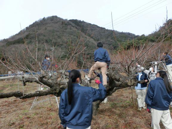 20230206ウメせん定（２年果樹）