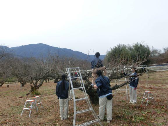 20230206ウメせん定（２年果樹）１