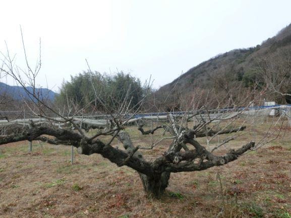 20230123ウメせん定（２年果樹）３