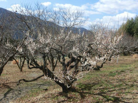 20230306ウメ開花