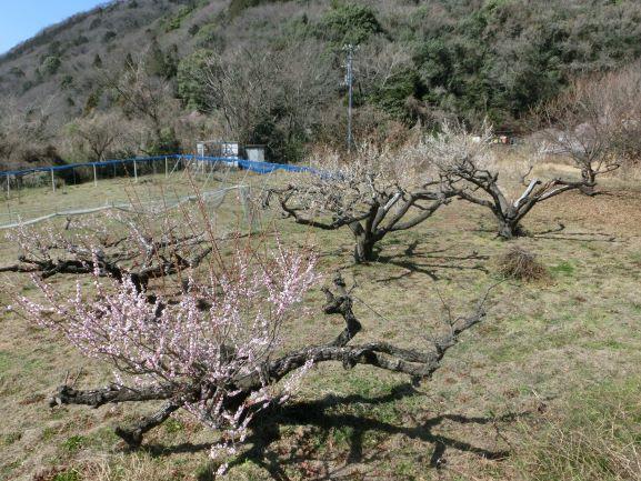 20230306ウメ開花１