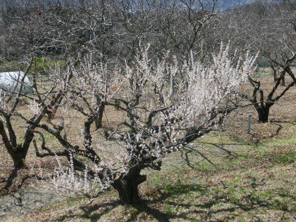 20230306ウメ開花２