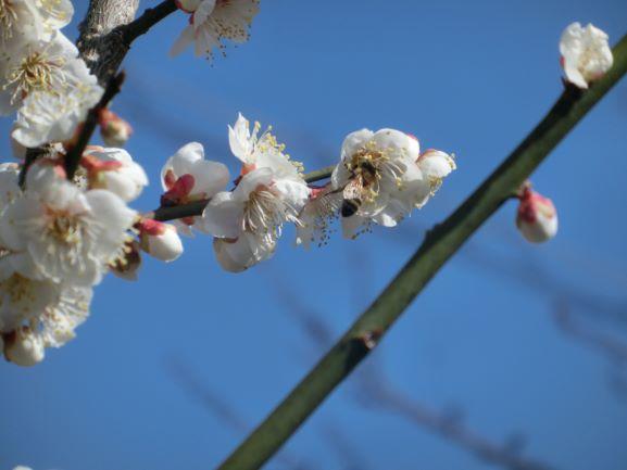 20230306ウメ開花３